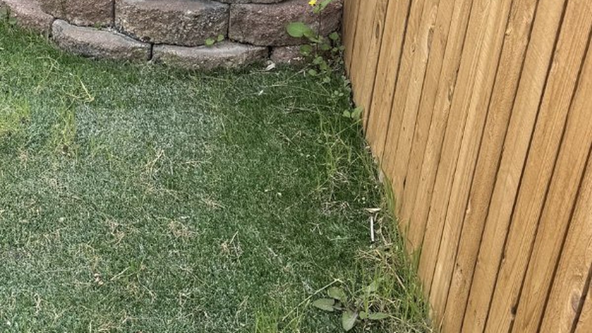 Dirty artificial turf before professional cleaning service in South Florida